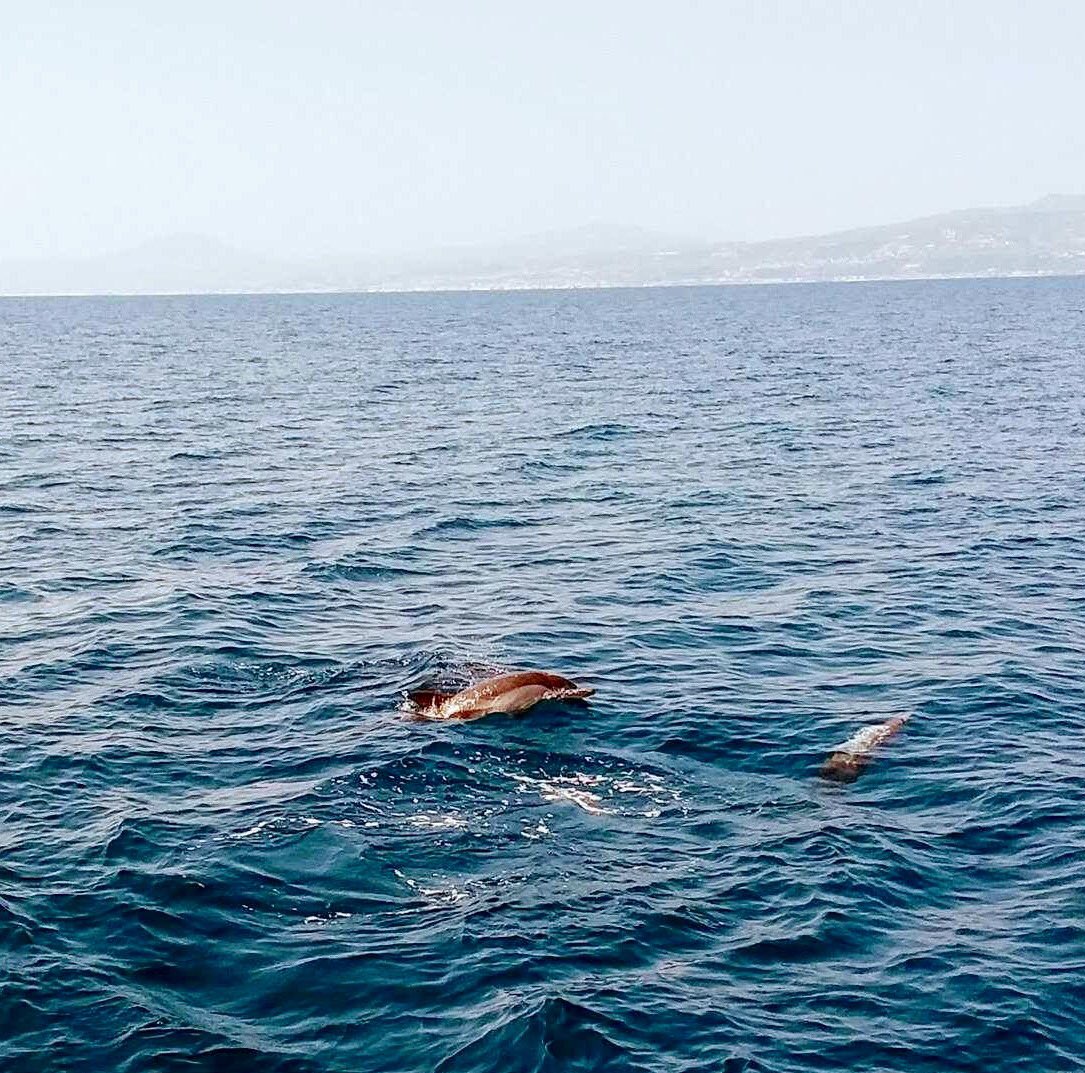 WendywooOgden's tweet image. On #InternationalHappinessDay here’s mine #rubydog #dolphins #dolphinsingreece #boywonder #greece