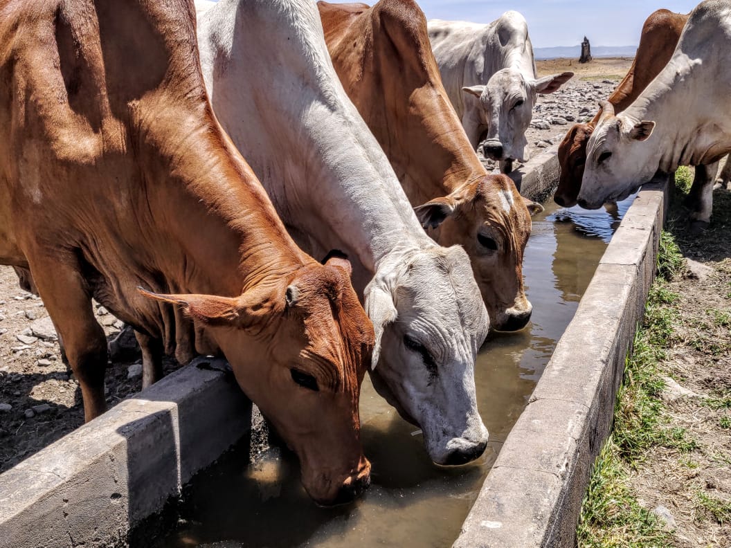 olpejetabeef's tweet photo. What's better than a cool drink on a hot day?

#OlPejetaBeef #WildBeef #MarchHeat #DrySeason https://t.co/qTAGhUopR1