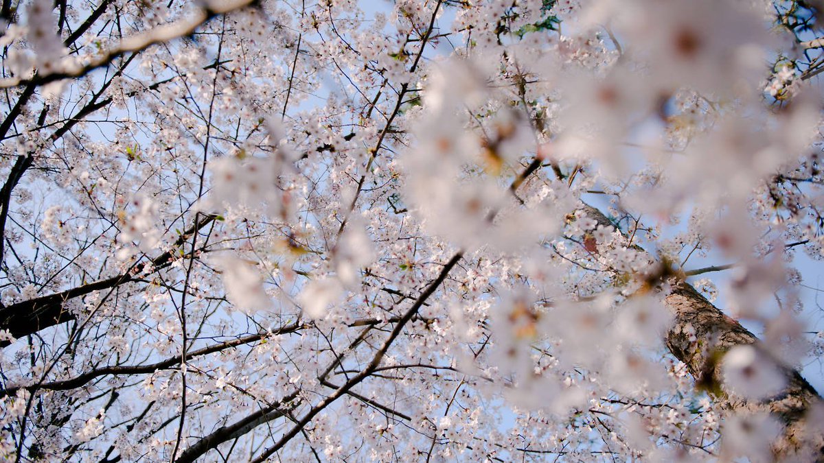 TimeOutTokyo's tweet photo. Do you know why today's a public holiday? It's the beginning of spring! https://t.co/YEoj9Za0vF https://t.co/iytAeydy63