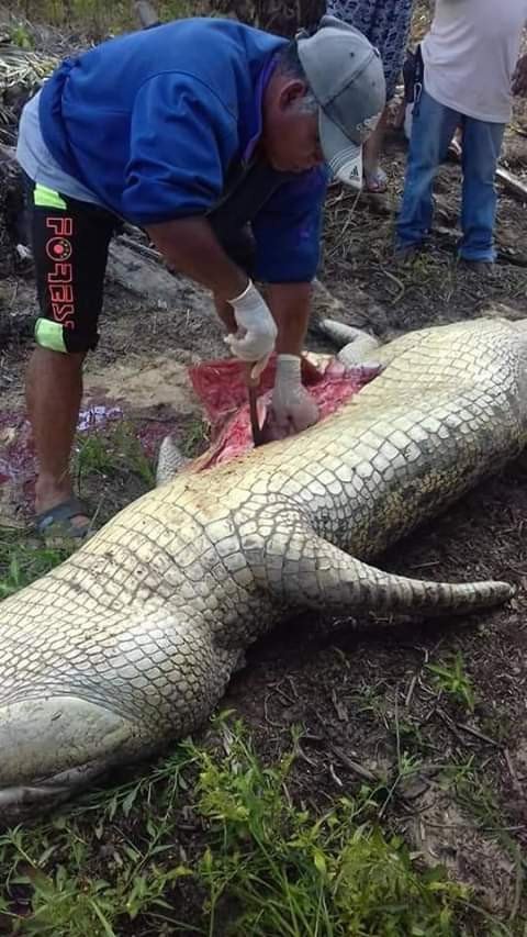 KindexNews's tweet photo. Photos: Monster crocodile that killed plantation worker caught and culled. Pieces of human bones, torn clothes found inside its stomach https://t.co/zH3q7X6McT