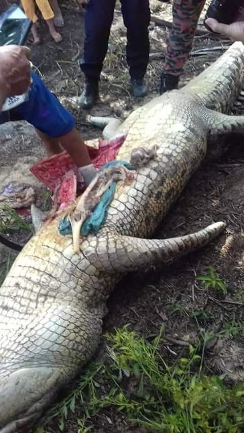 KindexNews's tweet photo. Photos: Monster crocodile that killed plantation worker caught and culled. Pieces of human bones, torn clothes found inside its stomach https://t.co/zH3q7X6McT