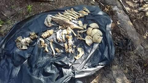 KindexNews's tweet photo. Photos: Monster crocodile that killed plantation worker caught and culled. Pieces of human bones, torn clothes found inside its stomach https://t.co/zH3q7X6McT