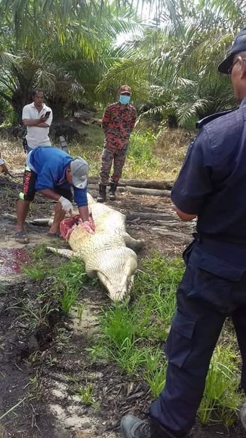 KindexNews's tweet photo. Photos: Monster crocodile that killed plantation worker caught and culled. Pieces of human bones, torn clothes found inside its stomach https://t.co/zH3q7X6McT