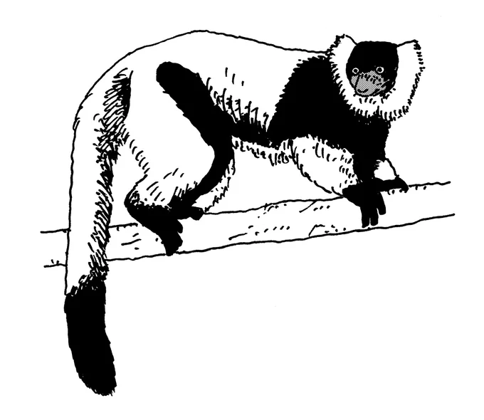 3/20(水)◆
1882年のきょう、上野動物園が開園!
WJ16号「週ちゃん」では上野でも見られるモノトーン動物を特集中(白黒刷りでも見やすい)!

動物全て生で見た中で、カッコよかったのがシロクロエリマキキツネザル。スノボ選手がウェアをざっくり着込んだ感じのフォルムで…イカしてたんすよね〜(イ) 