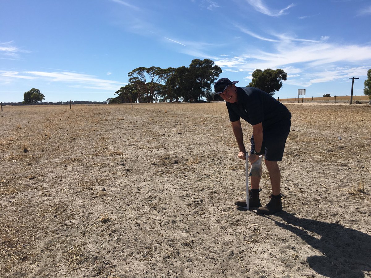 CSBPfertilisers's tweet photo. Drew Maughan sampling our pasture trial at Brookton to assess the pH response to lime applied last year. Looking forward to some good pasture responses in 2019!#CSBPfieldresearch https://t.co/zpmn2QJL7j