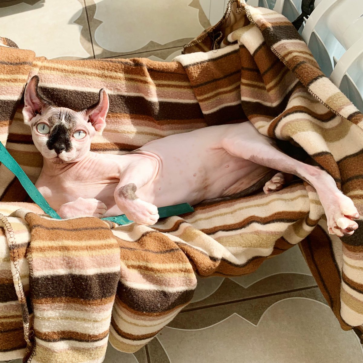 AlfuniaE's tweet photo. #instacat_models #cat #catlover #cats_of_instagram
#inscatgramers #sphynxlair #catsofinstagram #sphynxismyworld #sphynxloverlove #catloversclub #sphynxismyworld
#sphinxcats #sphinxlove #cats #catoftheday #catlover #sphynxstyles https://t.co/bNosBcROim