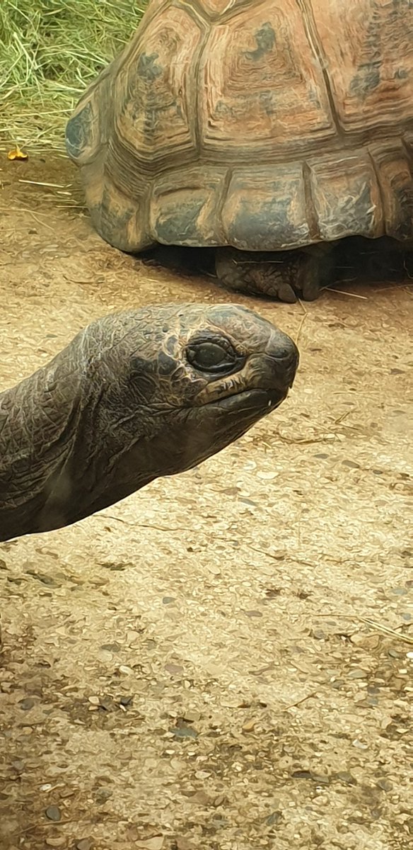 EndgamePhoto's tweet photo. Haven't posted any photos for a while!! Life is getting in the way. So here's a tortoise from Bristol zoo. #photography #Bristol #zoo https://t.co/1616uT3igH
