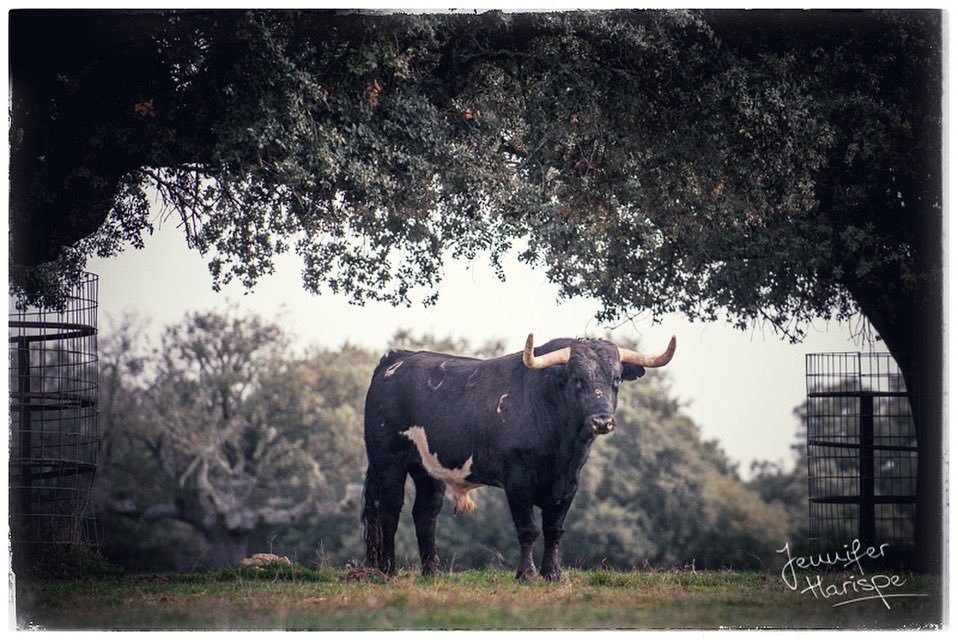 Toros de la ganadería Valdefresno para la temporada 2019 #toros #campo #campobravo #campocharro #ganaderia @ganaderiavaldefresno #fotografia #fotografiataurina #pintura #bellezadelcampo #momentos #temporada2019 #photographyisart #españa #salamanca #sialostoros @TorosdeLidia1