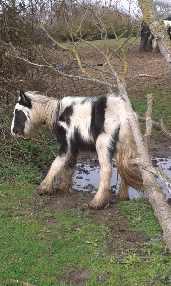 WE_HTHW2015's tweet photo. Every one that we ask for help for, every one that dies, every one that disappears - they all count. 
Until there is a System, a Team, a TaskForce - we will continue asking why those that purport to help, do not
#APPGoftheHorse 
#WelfareUpdate @spelmanc @angelasmithmp @mattwarman https://t.co/I2wXdh9GBR