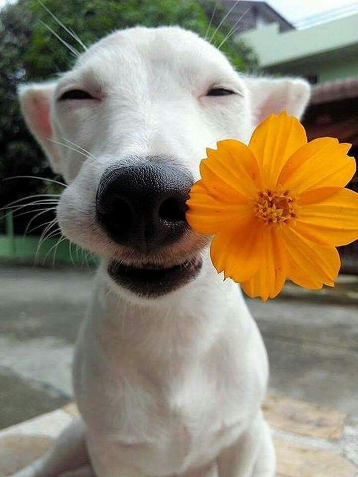 dotty4paws's tweet photo. Good morning #earlybiz 🐾🙌🏼 Our latest edition of The Bark Post is live! 

Sniff out some wooftastic #mothersdaygiftideas, read our latest #dogblogs and sniff out some #dogfriendly holiday destinations 🐾💐💕

https://t.co/UawAAJb9gl

#DogsofTwitter https://t.co/UuThEmo7JP