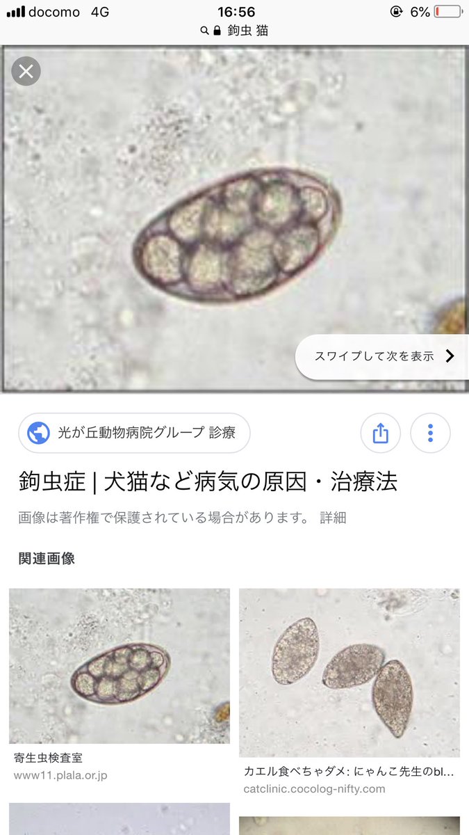 ももち 糞便検査してもらいました鉤虫の卵が見つかりました それで下痢をしてて 長引いてお尻がグチョグチョになってるそうです 尻尾は傷口が塞がってたそうです 入院費が1日4000円らしくて 一週間後に支払ってほしいとの事です 皆様のお力を ももち 糞便検査してもらいました鉤虫の卵が見つかりました それで下痢をしてて 長引いてお尻がグチョグチョになってるそうです 尻尾は傷口が塞がってたそうです 入院費が1日4000円らしくて 一週間後に支払ってほしいとの事です 皆様のお力を
