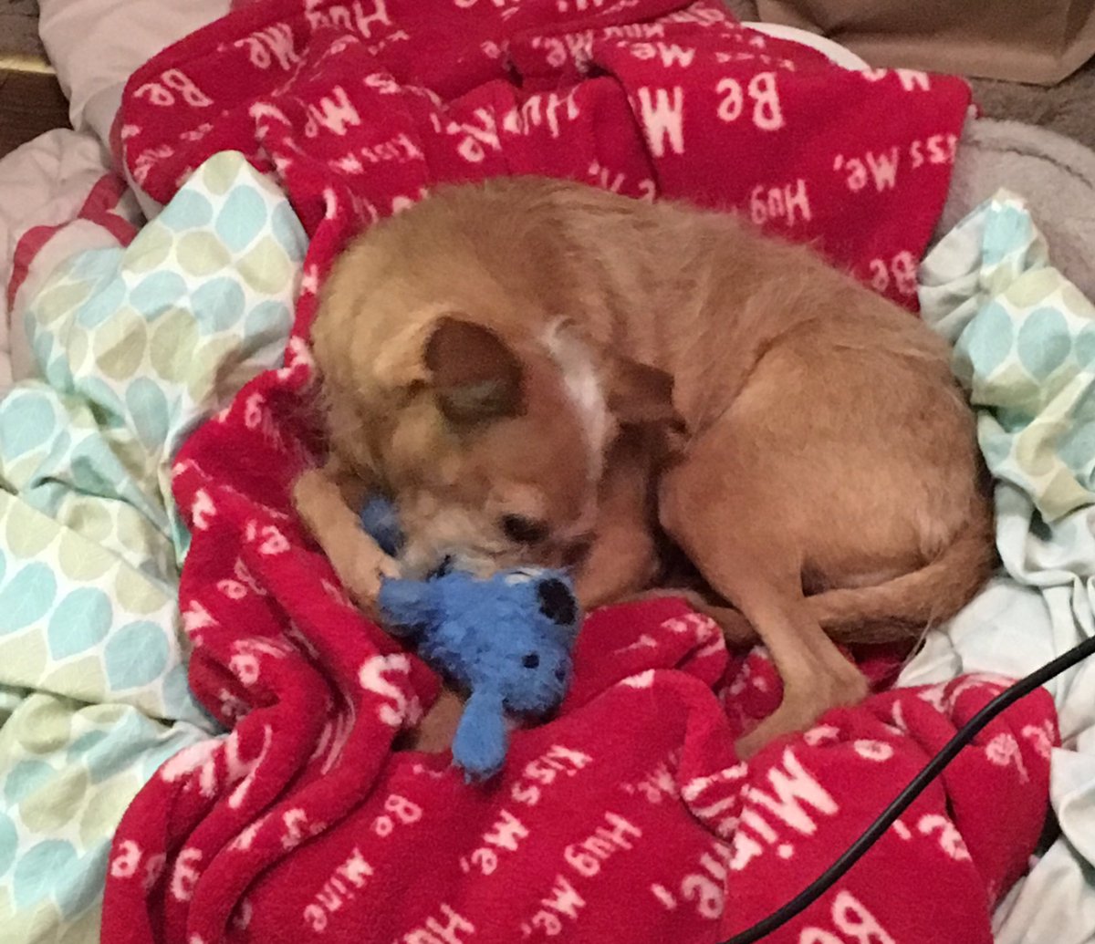 rescuedChi's tweet photo. How’s everyone doing? Happy first day of Spring! https://t.co/s98VByZdYq