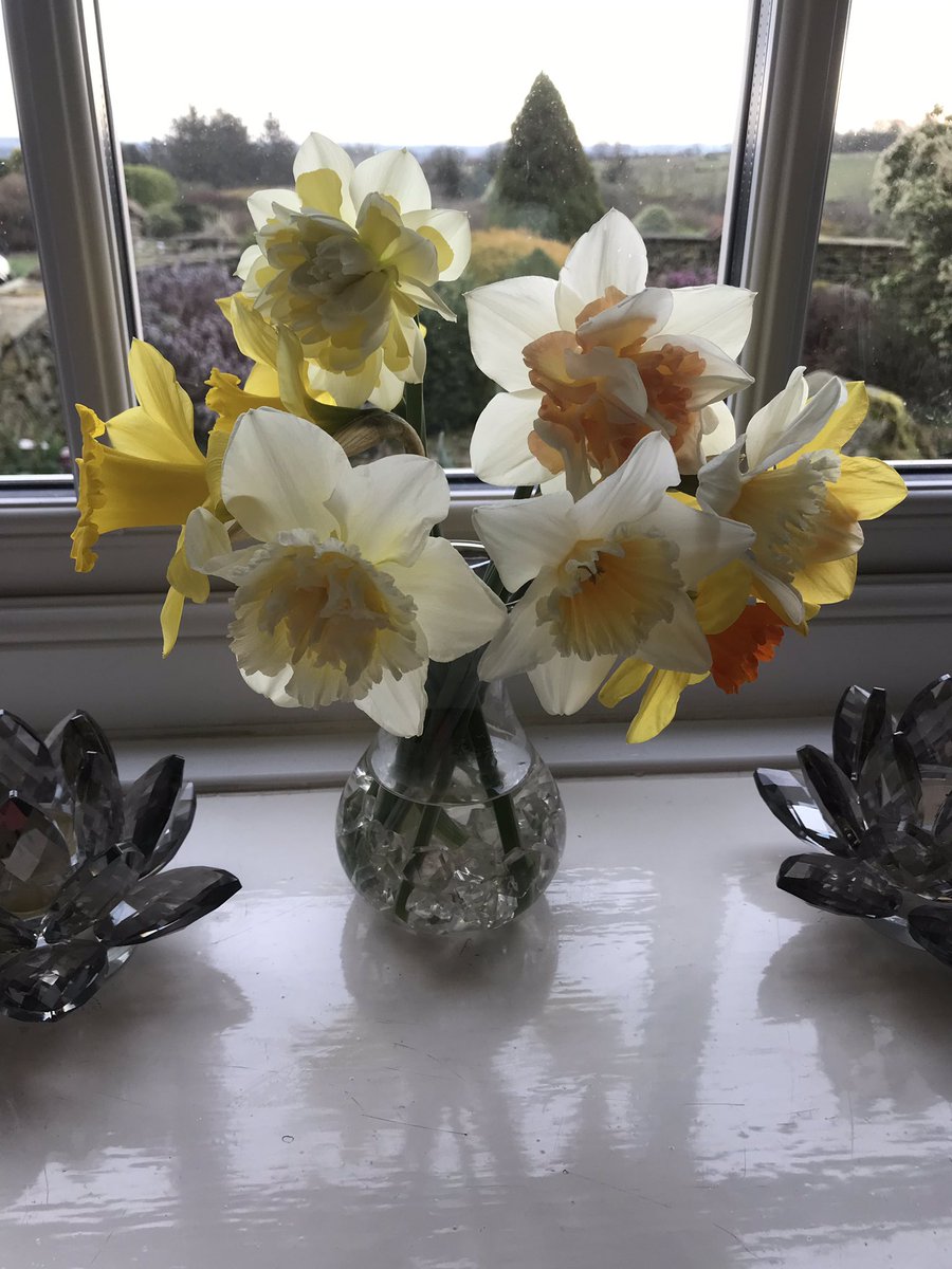 First bunch of daffodils picked this year #lovedaffs