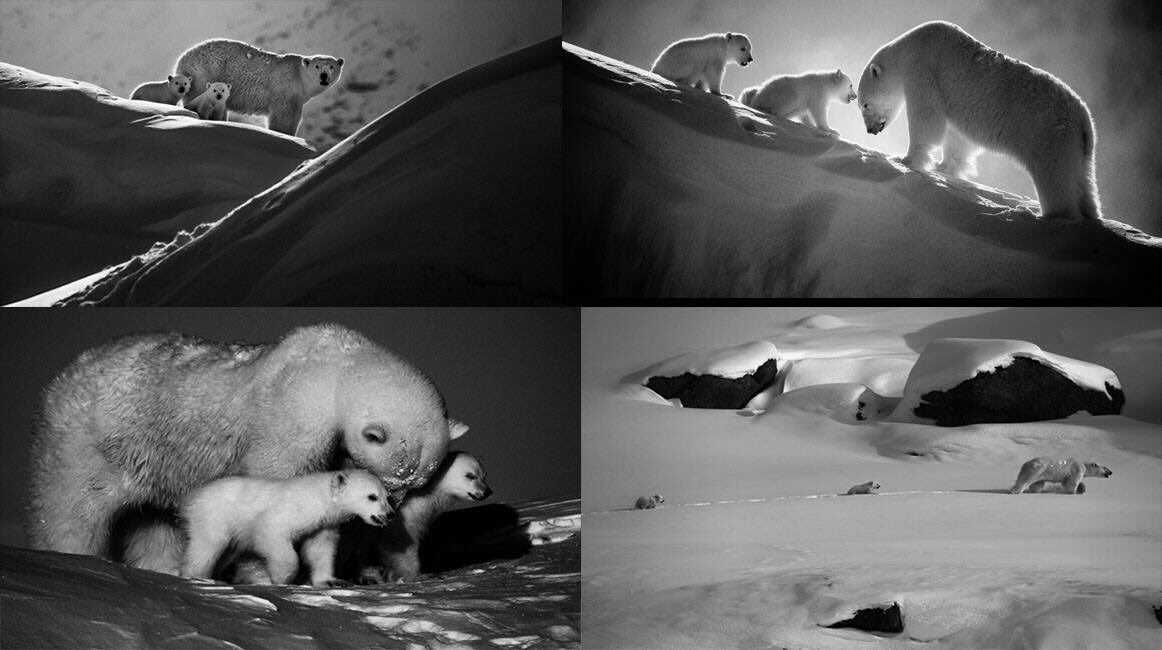 laurentbaheux's tweet photo. En ce jour d'équinoxe de printemps ,
souhaitons une bonne sortie d'hibernation 
et un beau printemps à tous les ours
et à tous les autres animaux libres et sauvages
dans leur habitat naturel

photo @laurentbaheux  

#équinoxe #printemps #libre #sauvage

https://t.co/GASBoizTCv https://t.co/WZhj3AcJes