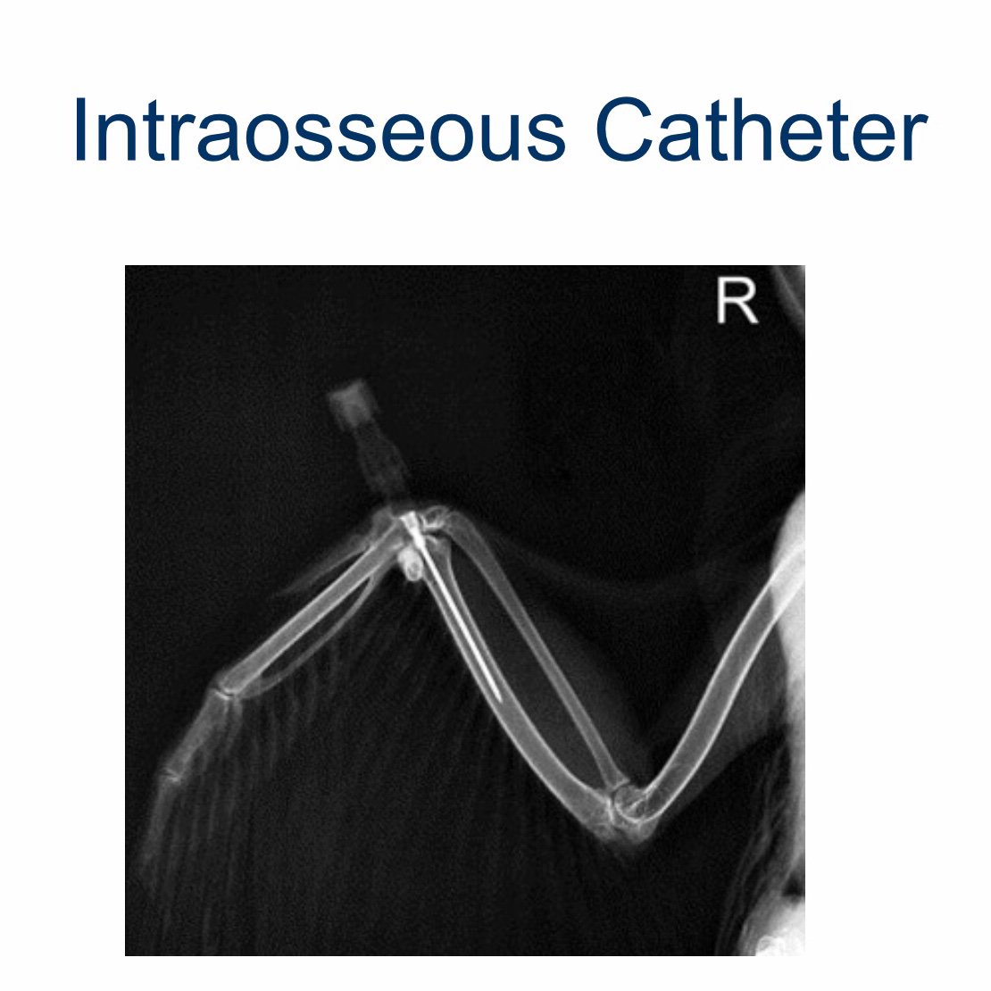 jet_vent's tweet photo. Avian intra-osseous airway access is possible... https://t.co/OCukKePgDo