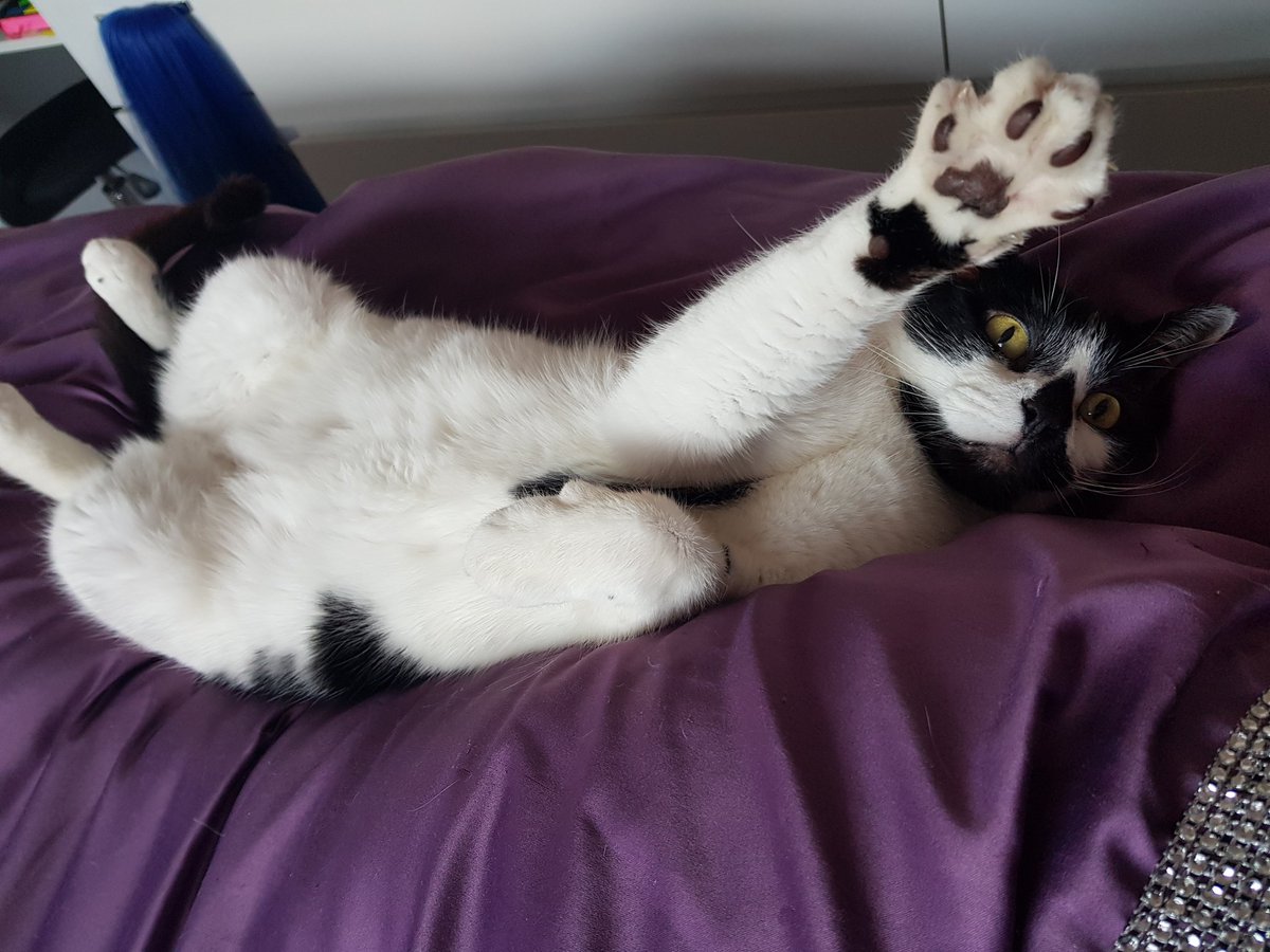 BexClayton71's tweet photo. Good morning to you too Danny... #catsoftwitter #cats #dannythecat https://t.co/1uYyUxeM2J