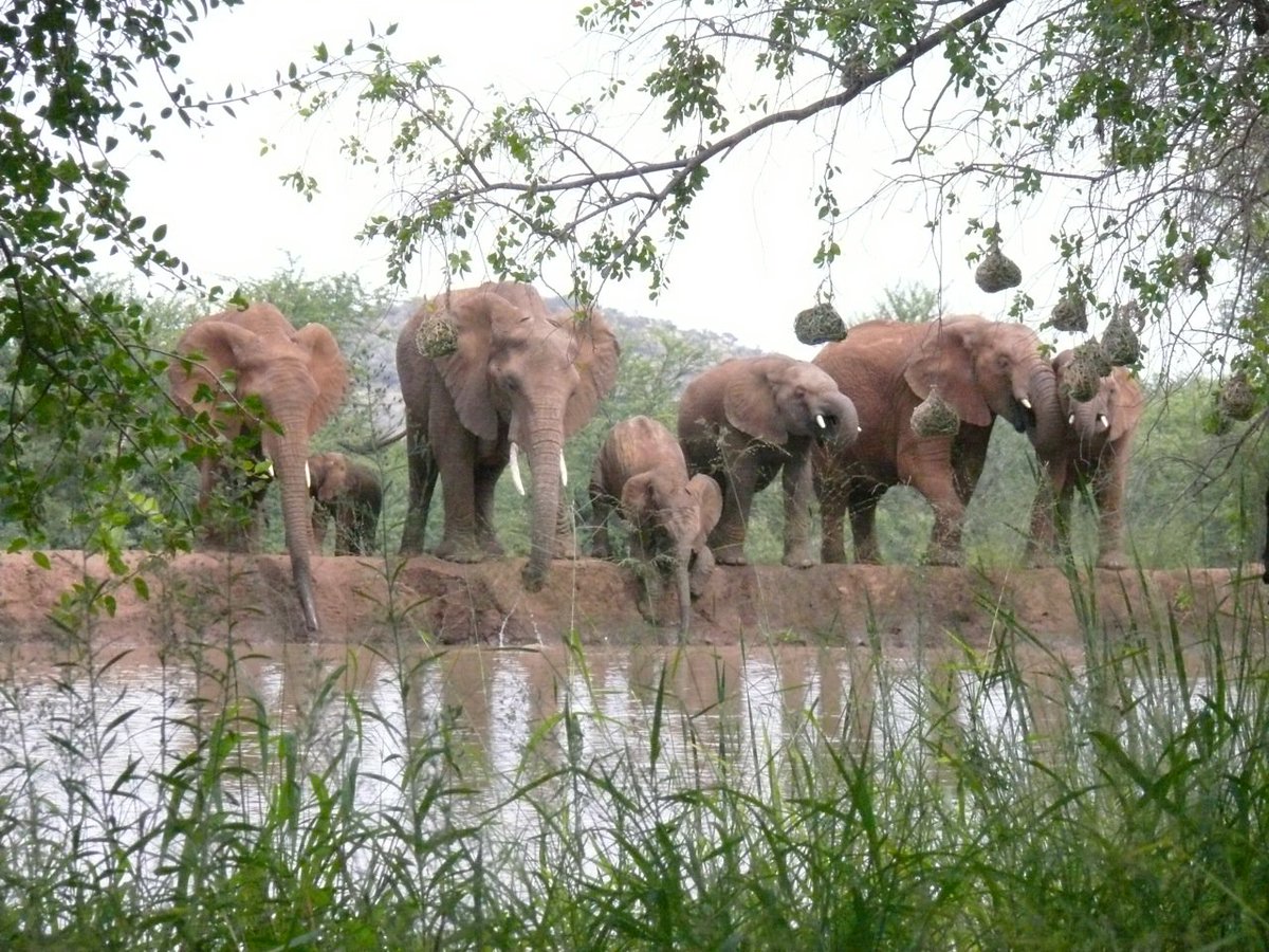 MorokoloLodge's tweet photo. Guests @MorokoloLodge had a wonderful close encounter with an elephant herd on their game drive recently.
Join us for your next Big 5 wildlife experience. We are located @PilanesbergNP, just over 2 hours from Gauteng. 
#WeDoTourism #travel #stay #leisure #Big5 #gamereserve https://t.co/1WR3xe1eMd