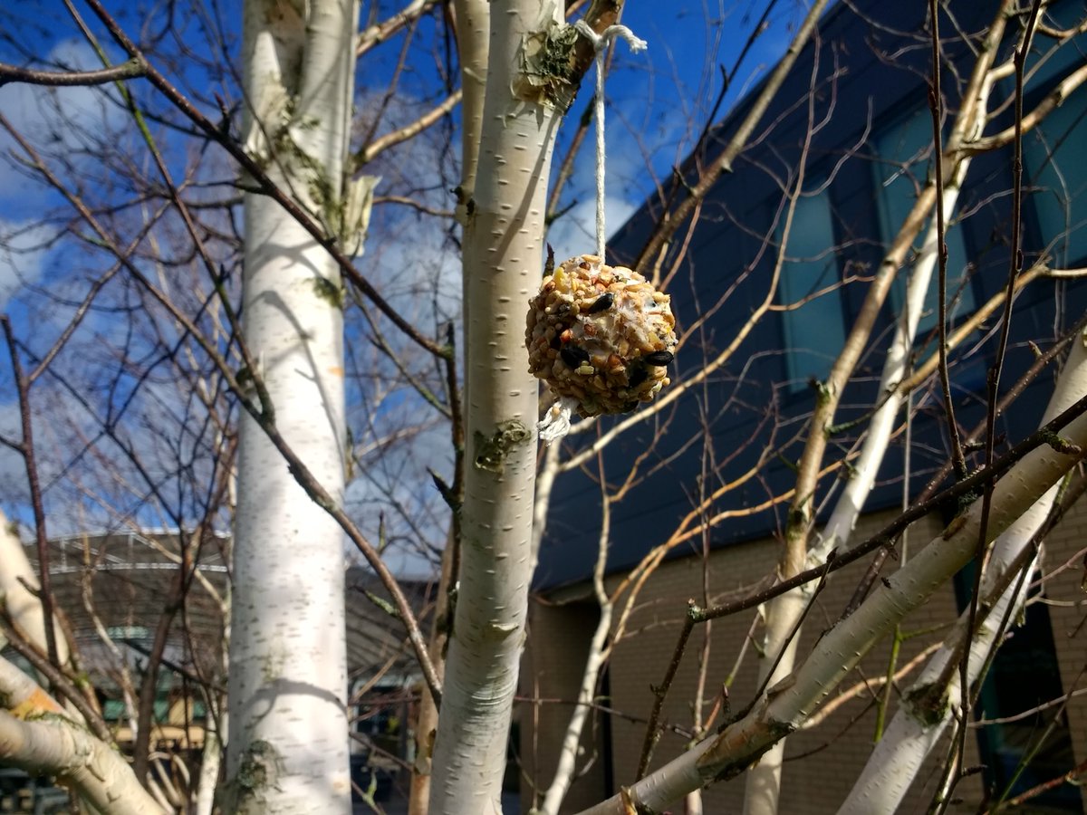 MrSimpsonSci's tweet photo. Wildlife patch @CoopManchester Fat balls made by students are up for the birds. Please visit our website for more info https://t.co/oj4zKaiXut  #birdsandthebees https://t.co/nMCIbleaXu