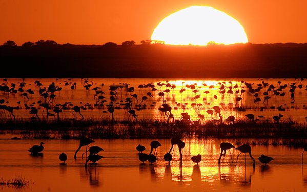 OciodeLujo's tweet photo. Amanecer en Doñana.... todo un lujo! No te pierdas todo lo que ofrecemos en este destino tan espectacular!

https://t.co/DSCDSquIuI

#Doñana #sunrise #ociodelujo https://t.co/Yta9jIlrMV