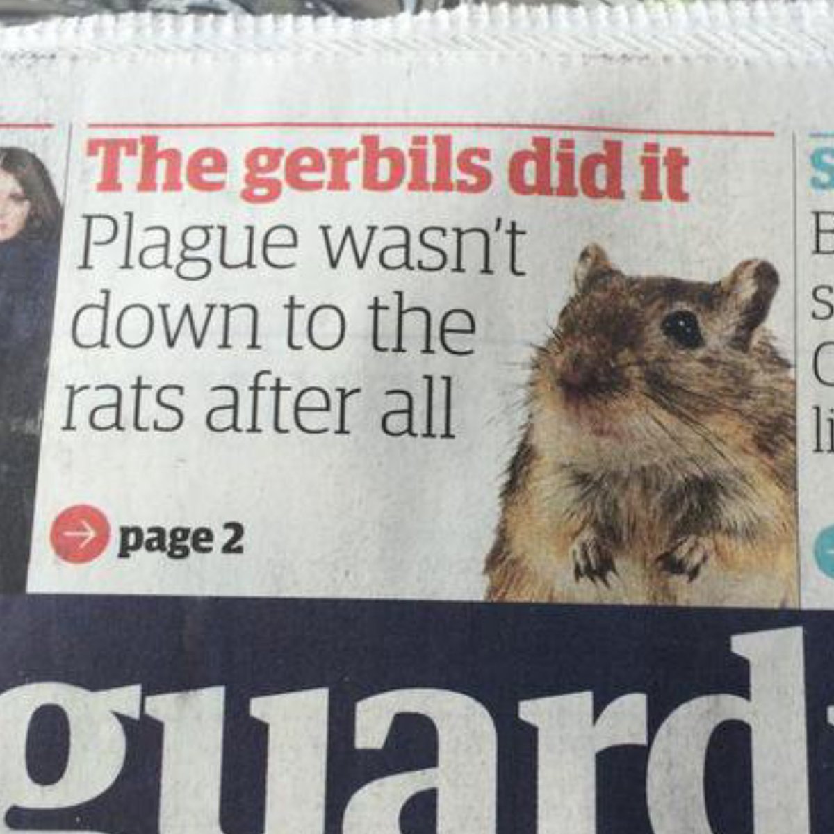 Congratulations to whoever is doing the PR for rats.