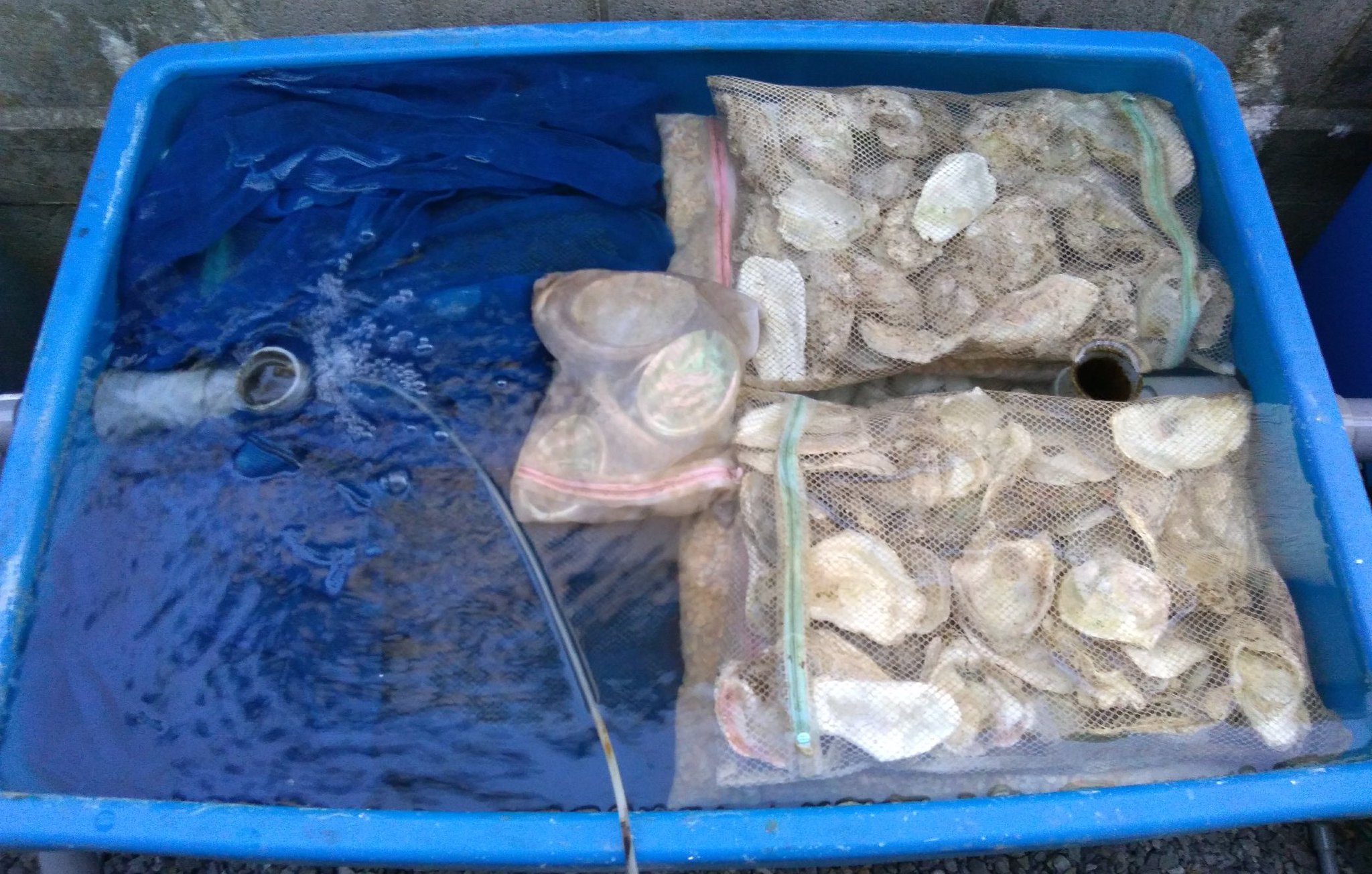 Strongstylerecords プラ舟400の浄化槽 プラ舟180 を洗った 錦鯉 鯉 自家産錦鯉 自家産 プラ舟400