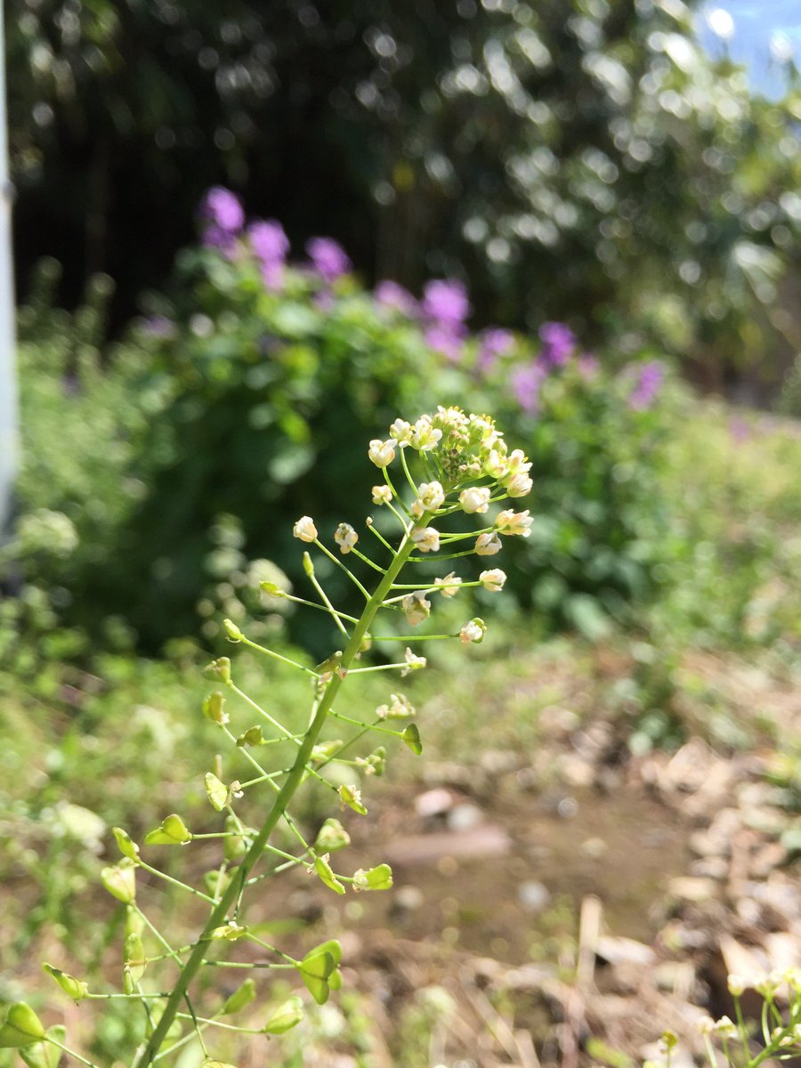ぺんぺん草 ナズナ は実は食べられる 食べ方と遊び方の紹介も キャンパーズ