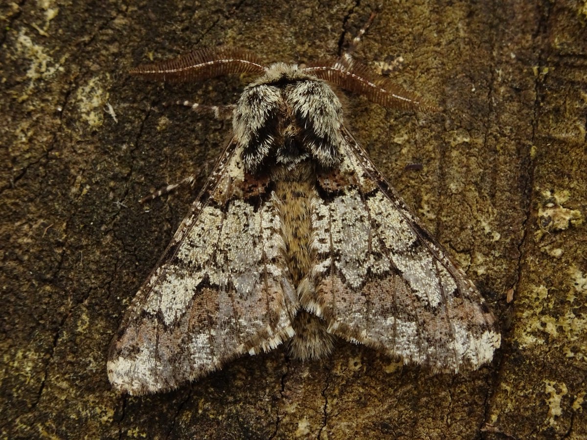 Yay new bulbs arrived and finally back trapping for only second time this year 😃 Good haul of 12 species and 68 moths.  Highlights early thorn, dotted chestnut and I defy anyone to find better start to day than a furry oak beauty 😍 #MothsMatter