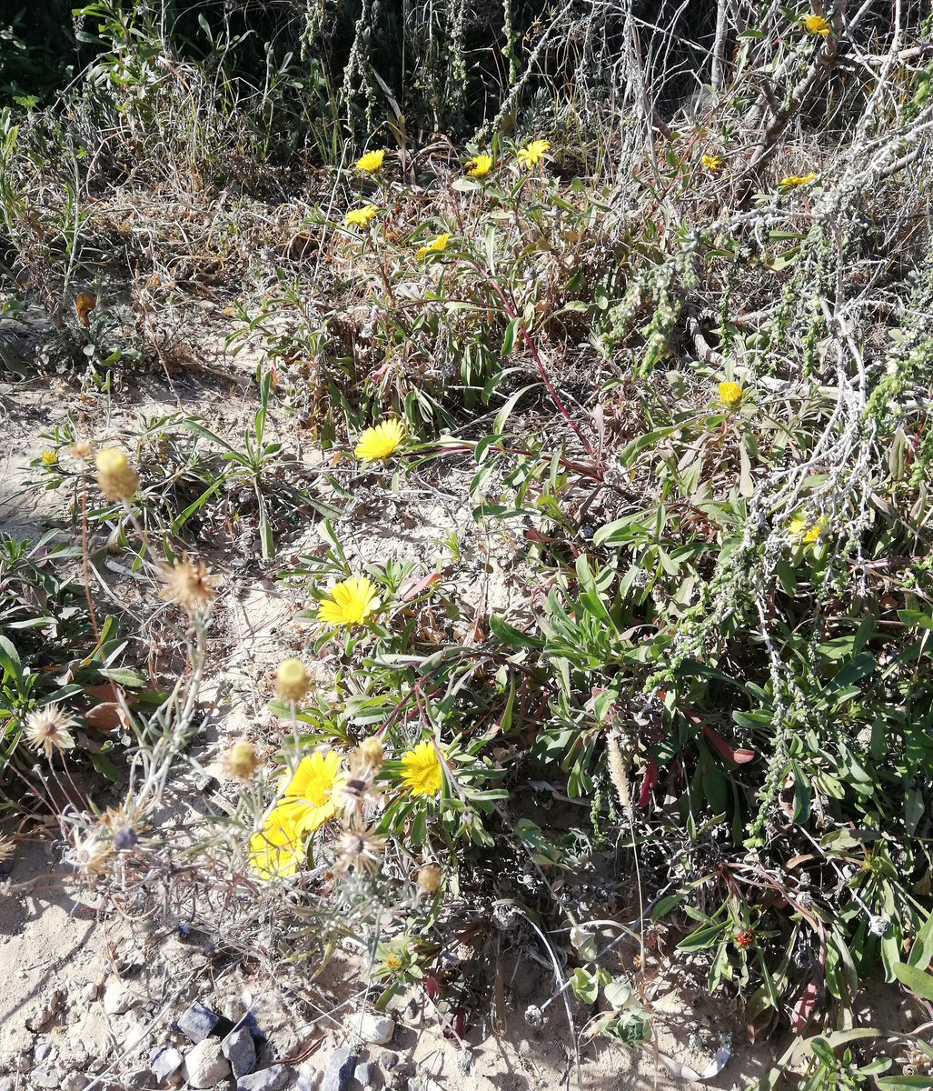 VirtudesHS's tweet photo. #buenosdias renacer, resurgir y florecer nunca fue potestad única de la naturaleza #Primavera2019 #primavera https://t.co/fZwqF1BzZI