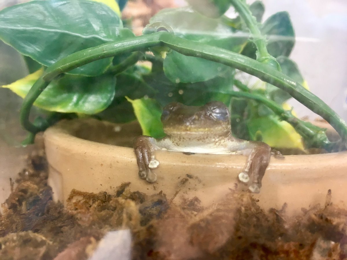 It’s #WorldFrogDay 🐸
#Frogs of the world, sit back, relax in a nice bath & enjoy your day, like Trevor the Argentinian Horned Frog here (left) & the Cuban Tree Frog (right) - you deserve it.
Meanwhile #peopleoftheworld learn more about Frogs today! Go on, hop to it! 🐸🐸🐸