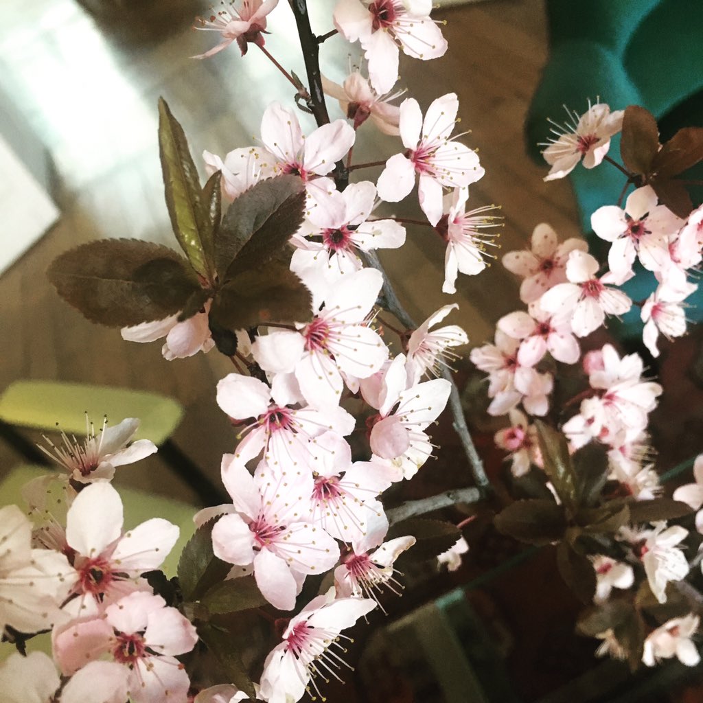 PlatonRecords's tweet photo. Spring time! https://t.co/m60OhbBgW9