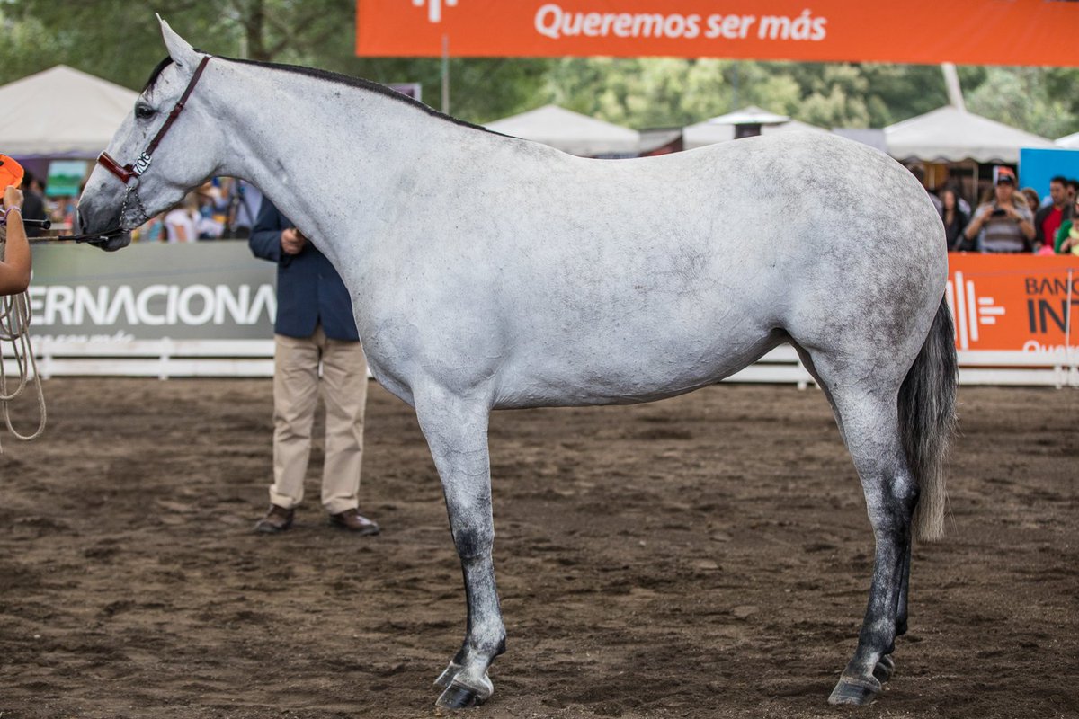 anccepre's tweet photo. Campeona de la XXIII FERIA DEL CABALLO DE PURA RAZA ESPAÑOLA de Quito, Ecuador: NOSTALGIA ARENAS, de Criadero La Josefina y criada por Yeguada Las Arenas - Andalusians Spanish Horses
➡️https://t.co/5Iu09bVmCe
#CaballosPRE #CaballoEspañol #PuraRazaEspañola #morfologico #Quito https://t.co/sHiJmnCCbL