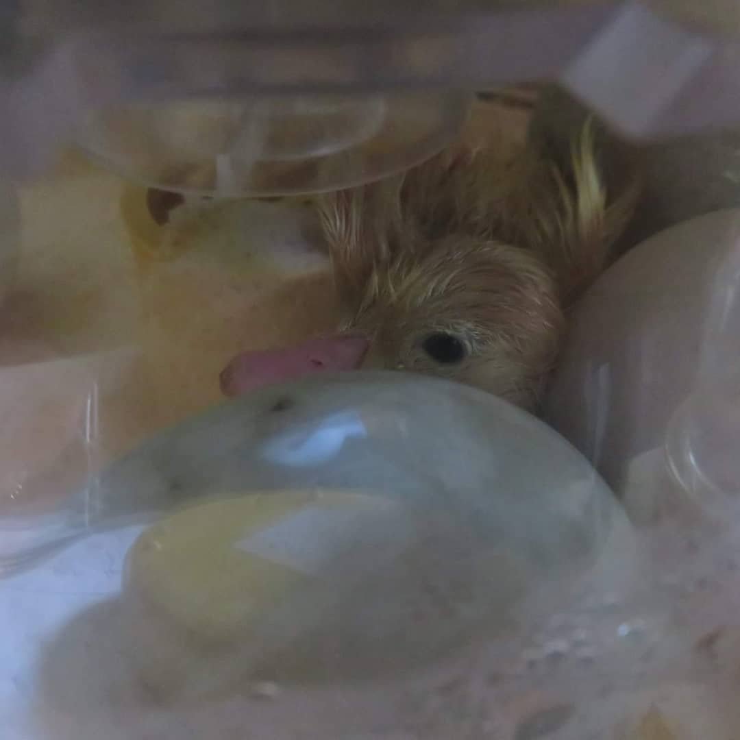 MillCottageFarm's tweet photo. #greatexcitement #ducklings #chicks https://t.co/52eyqBzWrg
