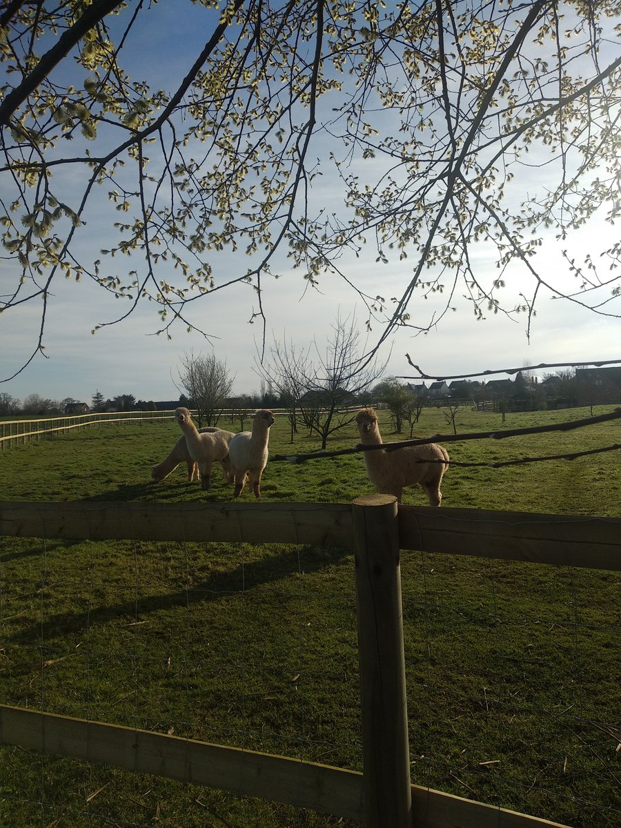 Good morning alpaca pack. A beautiful morning to be out landscaping today @matipolandscaping #countryside #Staffordshire