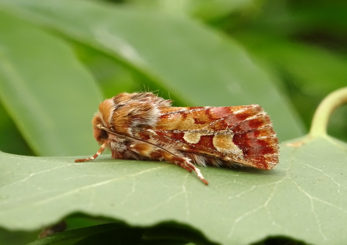 Moth du jour: Pine Beauty (Panolis flammea). Flies in March and April. As the name suggests, it has a preference for coniferous forests, so a welcome and rather uncommon visitor to my garden. #TeamMoth #GlosMoths #Mothsmatter