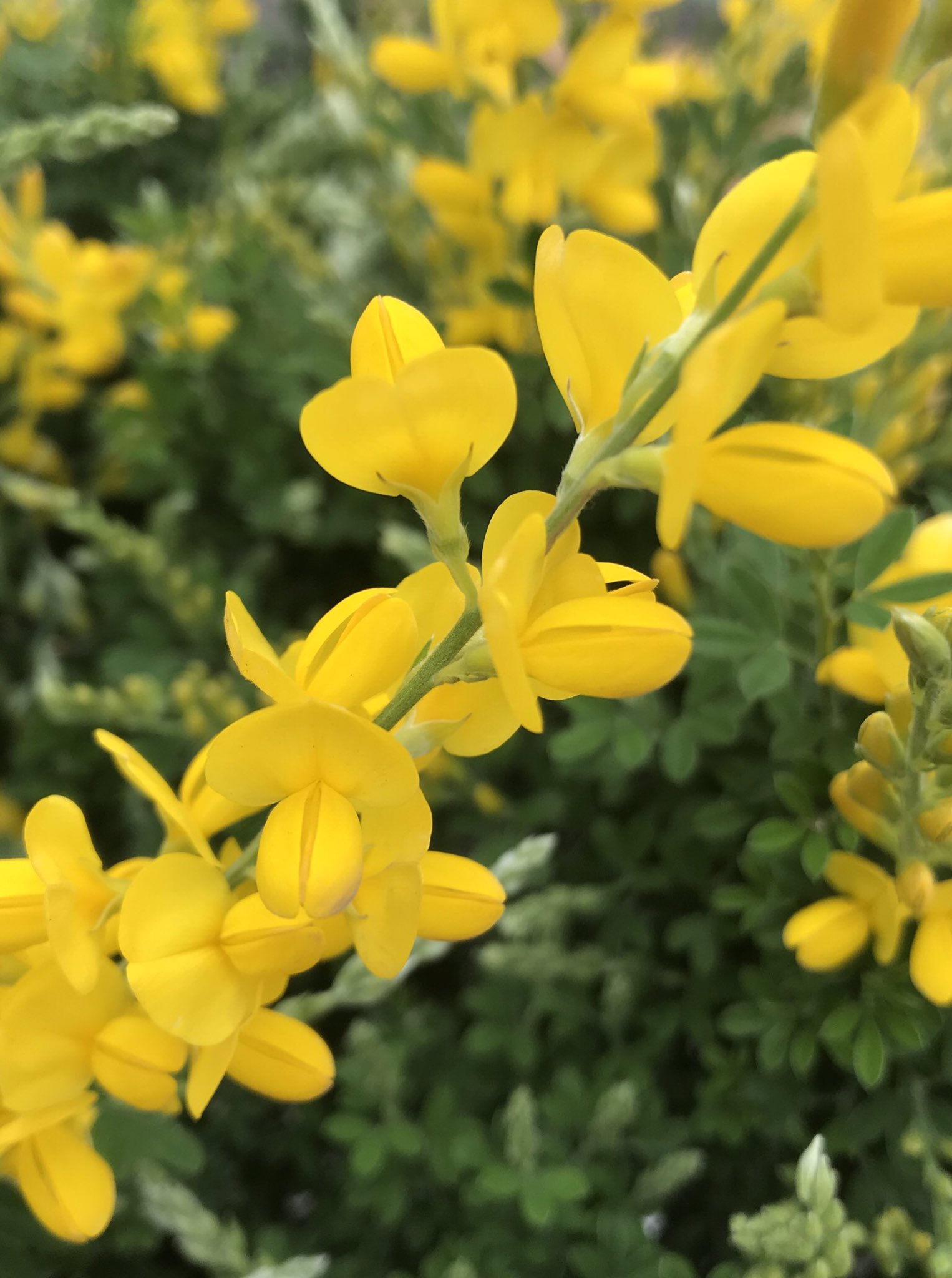 花ひばち 優しい繋がりに感謝 こんばんはー ﾉﾟ お仕事ご苦労様です エニシダ 枝数 花数とも豊富なエニシダは 放射線状に伸びる枝に小花が群れるように鮮やかな黄色の花が咲き 春を彩る代表的な花木です 充実した時が流れますように