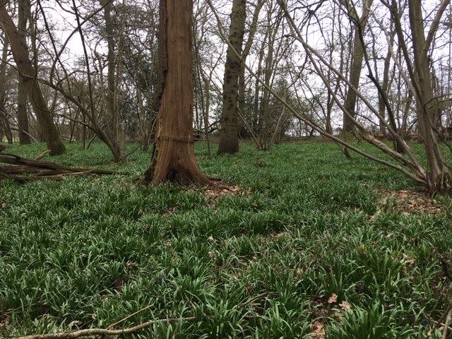 HatchlandsNT's tweet photo. Our calendar says it's the first day of Spring! There is no sign of our #bluebells yet, but watch this space and we will be sure to let you know when they're out. #bluebellwatch #GU4 #firstdatofspring #SpringEquinox https://t.co/radizSDR69