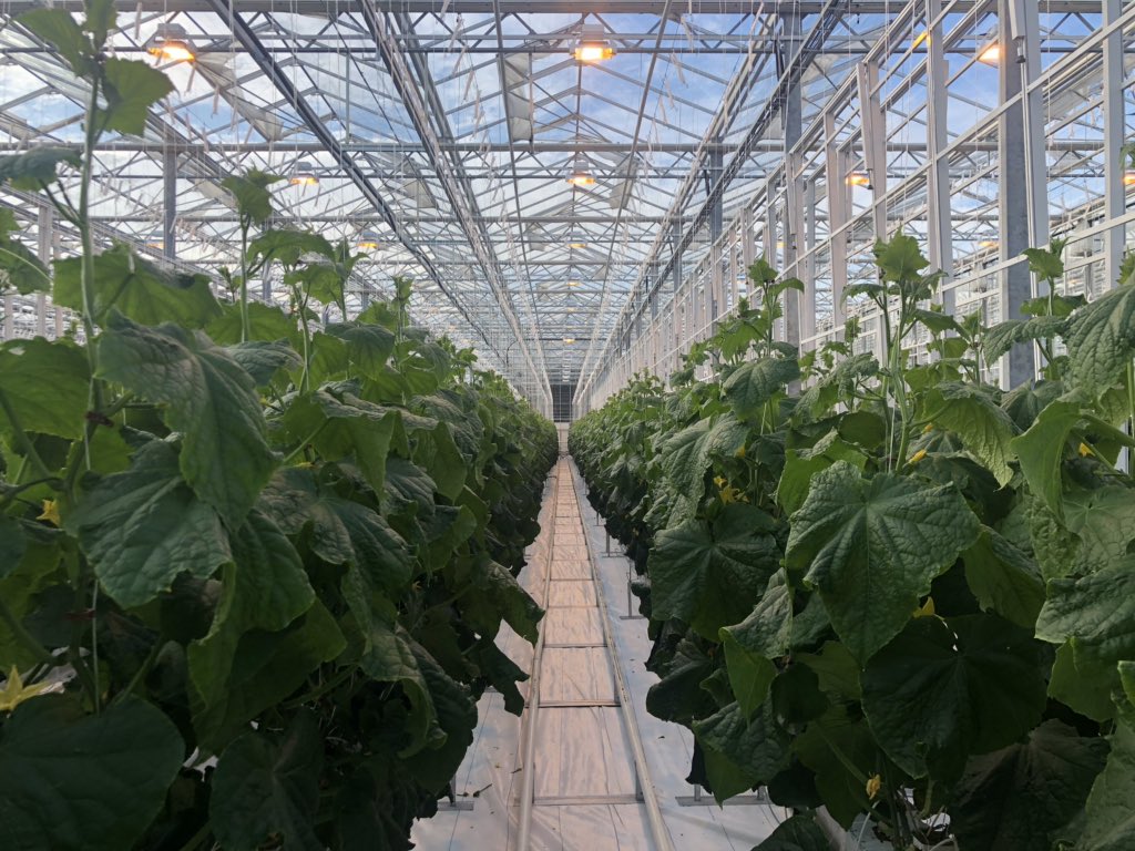 t.me/lezhnev_sergey… Первый орловский урожай огурцов и помидор! Первая партия отправится сразу на орловские прилавки 👌🏻