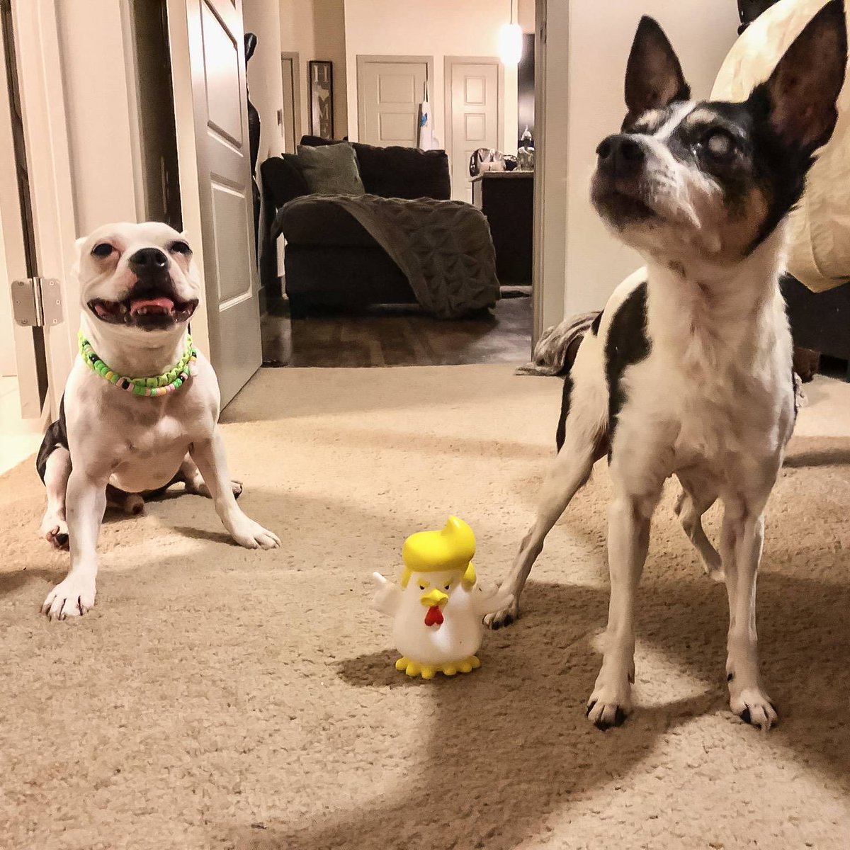realTrooster's tweet photo. Lemme tell you, I say lemme tell you something...I have these dogs wrapped around my feathered fingers!
https://t.co/NECtdp29DY
#trooster
#makesqueakytoysgreatagain
#dogs
#fun
#satire https://t.co/yDQiPNrMvE