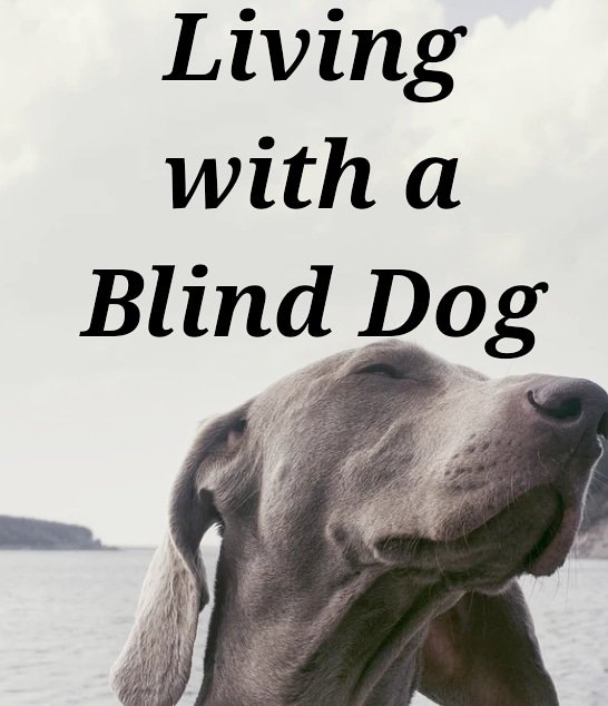 DogLoverStore's tweet photo. Living with a blind dog can feel overwhelming but we have a few steps to help improve both of your lives!
https://t.co/nJj1HhPuYY
#blindness #blind #blinddog #dog #doghealth #healthydog #dogtips #dogsofintwitter #doglover #loveyourdog #unconditionallove #cataracts #dogdiabetes https://t.co/i0SleBWohj