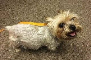 runawaypets's tweet photo. Help us find Halle the Yorkshire Terrier
Get the app https://t.co/0nn1yxPETE
#dog #dogs #lostdog #lostdogs #lostdogsofinstagram #dogsofinstagram #dogsworld #lostpet #lostpets #lostpetalert #petsofinstagram #lostpetsofinstagram #helpinglostpets #runawaypets #yorkshireterrier https://t.co/uz1j8bFDUM