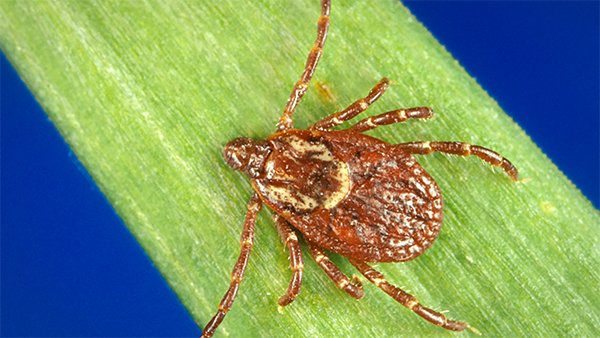 CDCMMWR's tweet photo. DYK? #RockyMountainSpottedFever is the most severe #tickborne disease in the U.S with an estimated fatality rate of 5-10%? In this weekโs report, CDC examines ways to improve testing for #SpottedFever rickettsioses: https://t.co/jo9ci4WzUh https://t.co/PgVrtrbyz4