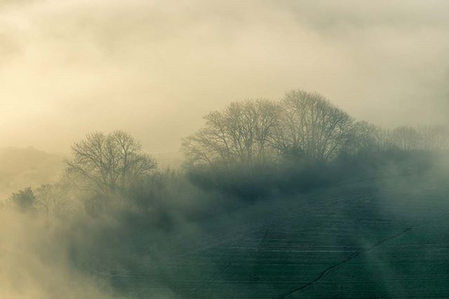 SMusgrovePhoto's tweet photo. Tree's in the Mist, sorry no Gorilla's here.
.
.
.
.
#purbeck #dorset #visitdorset #lovefordorset #dramaticdorset #igersdorset #exploredorset #explore_britain #UKshots #britains_talent #ukscenery #scenicbritain #uk_shooters #yourbritain #landscapephotographer #capturelandsca… https://t.co/TIuhkIs9F6