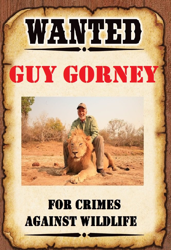 Protect_Wldlife's tweet photo. The COWARD who shot a sleeping 'Lion in Zimbabwe has been revealed as  remorseless #trophyhunter Guy Gorney, from Illinois. He was was branded a "scumbag" on social media, when footage released by @Protect_Wldlife showing him shooting the lion in Zimbabwe caused an online storm! https://t.co/hDLxSWlvaU
