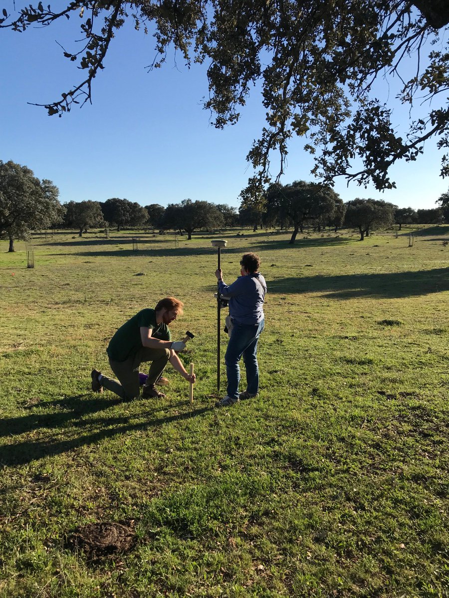 CCHS_CSIC's tweet photo. Investigadores del grupo Análisis Geográfico Multiescalar del Cambio Global de nuestro Instituto #IEGD CSIC nos abren una ventana a uno de los paisajes más atractivos en #primavera, la dehesa. Comienza la primera campaña en Majadas de Tiétar, Cáceres, para el proyecto @SynerTGE https://t.co/8FeXKXiwDu