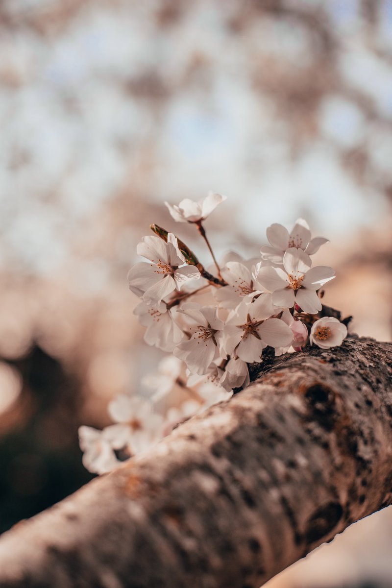 WCU's tweet image. Welcome Spring! 🌸
📷: Jared Draney