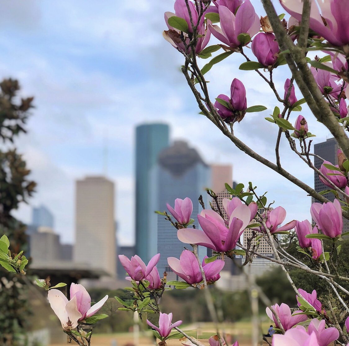 Clear skies, sunny and highs of 76 degrees... Happy #FirstDayOfSpring, Houston! ☀️🌸🌷 | 📷 by Instagram user: <a href="/gibsooon/">Ricardo'G</a>