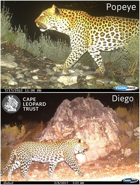 CapeLeopardTrst's tweet photo. Stages 3 and 4 (20&21 March) of the 2019 Absa @CapeEpic passes through prime territory. Popeye (BM17) used to be the dominant territorial male here, but his territory had since been taken over by Diego (BM27). Read more: https://t.co/B3EiG97bpz @Garybub1 #8DaysOfCourage https://t.co/1HzjpYE38E
