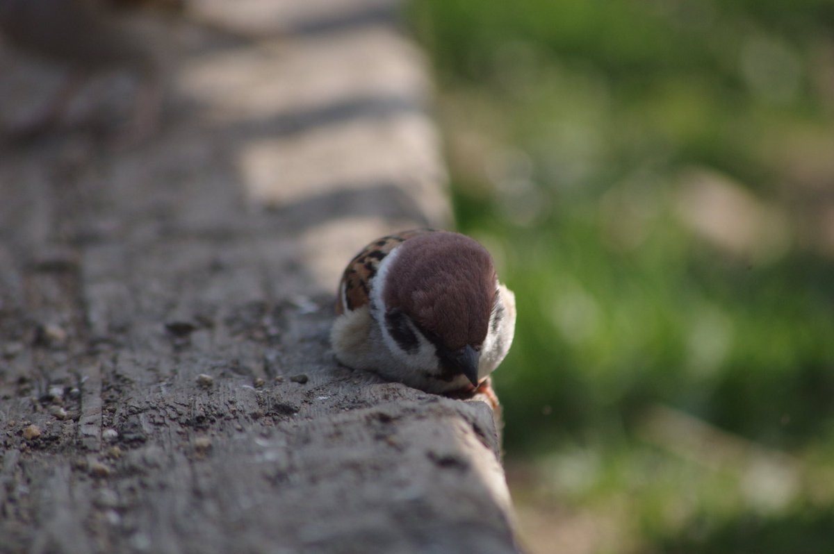 落ちそうだよー
大丈夫〜？
#雀 #スズメ #すずめ #sparrow #鳥 #小鳥 #野鳥 #bird https://t.co/oViOb7bRpN