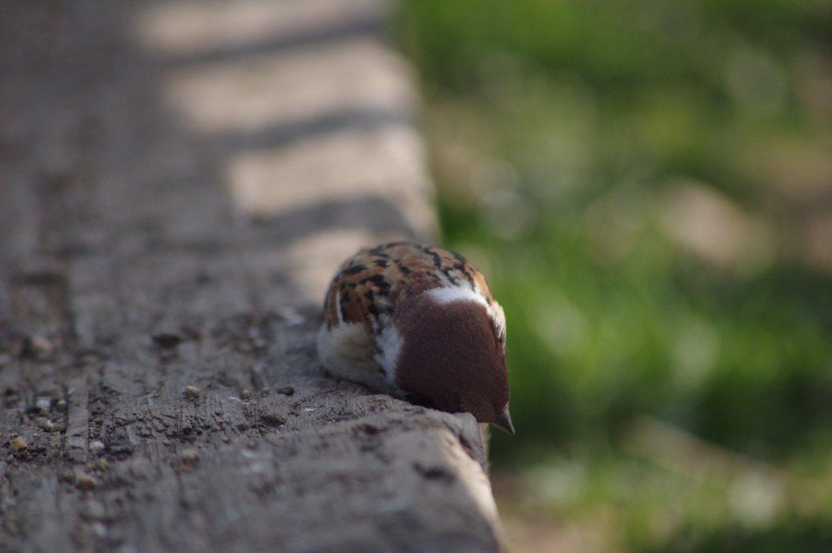 落ちそうだよー
大丈夫〜？
#雀 #スズメ #すずめ #sparrow #鳥 #小鳥 #野鳥 #bird https://t.co/oViOb7bRpN