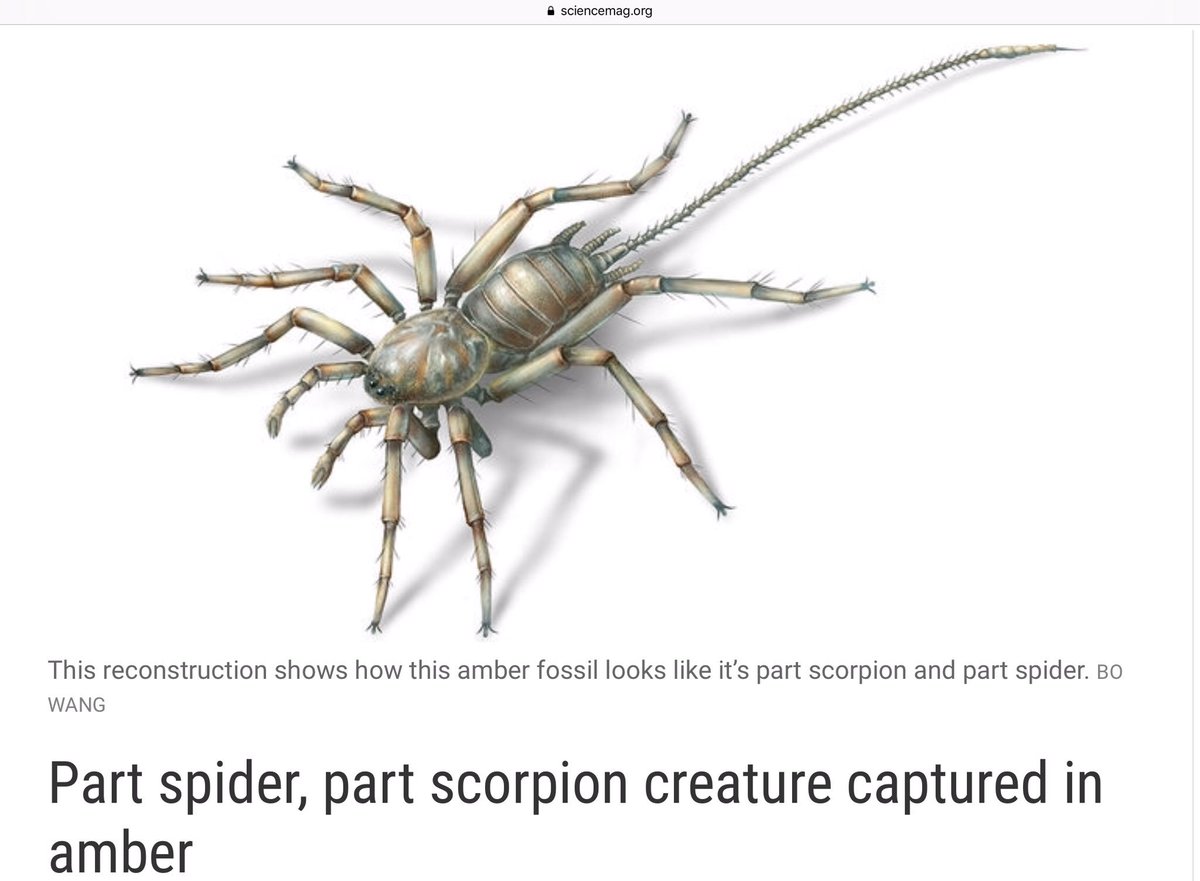 robbenfish's tweet photo. @GrandlineTV 80% denken, Queen ist some kind of scorpion. Anhand des "x"-Designs auf Queens Rücken und mit seinen Haaren kann man Eigenschaften einer Spinne erkennen. ABER der Skorpionsschwanzzopf von Queen ist eindeutig.. Keiner hat von einem Spinnen/Skorpionshybrid geredet: https://t.co/ZxlvUMaOvp
